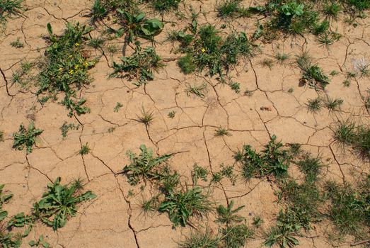 The dry cracked ground with rare green plants