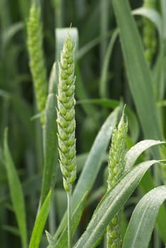 Green wheat field that has begun to ear. 