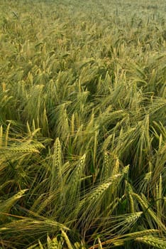 Green  rye field that has begun to ear. 