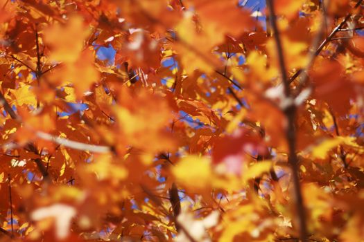 Beautifall autumn leaves on a bright autumn day - selective focus