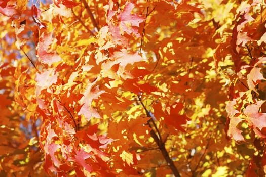 Beautifall autumn leaves on a bright autumn day