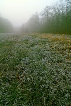 Early autumn morning. The first frosts on meadow.