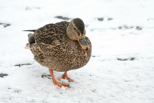 A fe male duck, mallard, walking onsnowy  ice