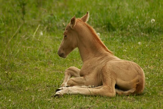 Foal whom some hours were born back. Close-up.