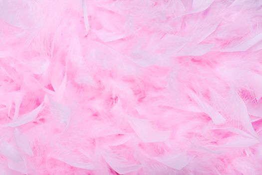 Pink feather boa background