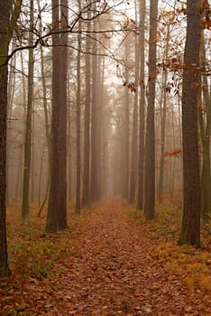 Mystical condition of a forest in the early morning