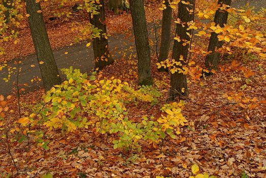 Photo of an autumn forest with the fallen and yellow foliage