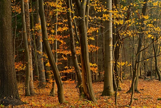 Photo of an autumn forest with the fallen and yellow foliage