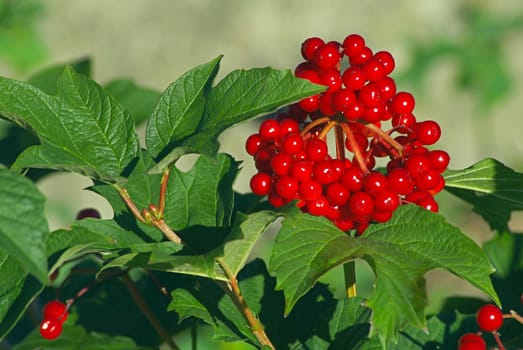 Branch of a guelder-rose with berries