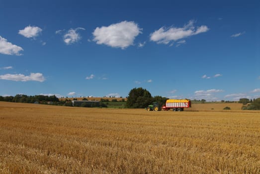 Harvesting. A tractor collecting wheat on a field.