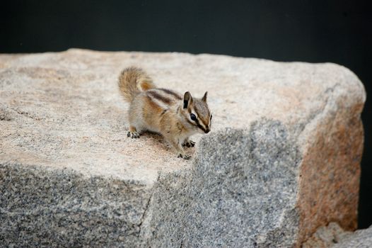 Chipmunk begging for food