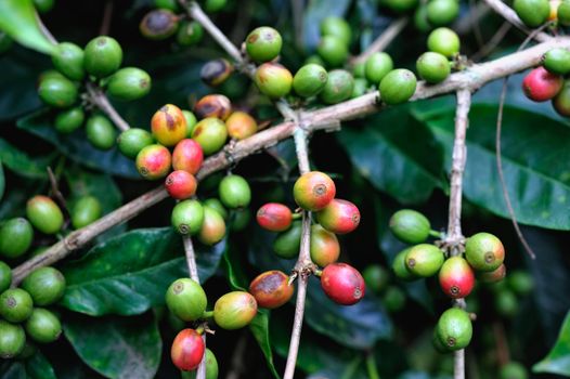 Green coffee grains grow on the branches