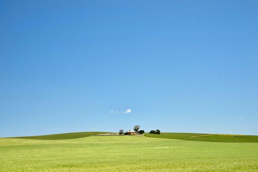 fields of wheat in the countryside at burra south australia