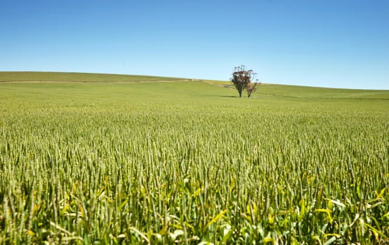 tree in fields of wheat in the countryside at burra south australia