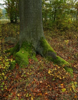 Trunk of an old oak in an autumn forest