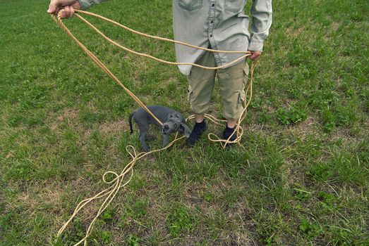 The puppy of a great dane playing with a cord