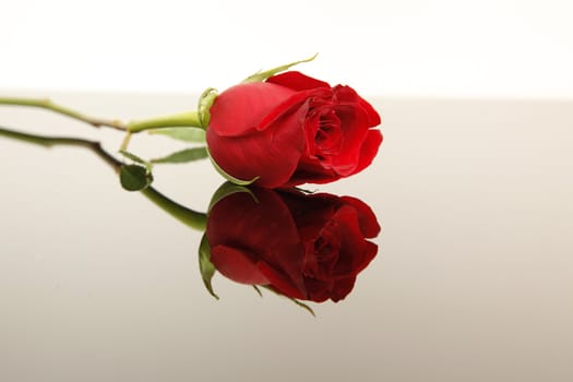 A single stemmed red rose with a reflection
