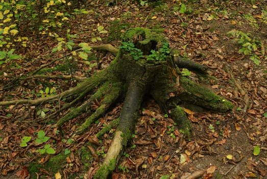 Photo of old stump  in an autumn forest