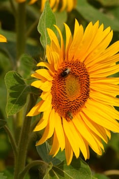 Flower of sunflower with two bees