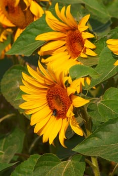 Two flowers of sunflower on a meadow.