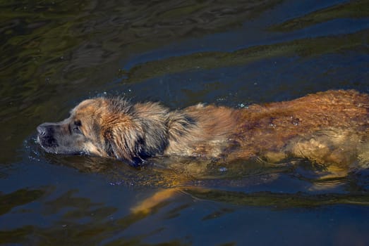 The swimming sheep-dog. Hot summer day on the river.