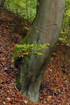 Trunk of an old plane tree in an autumn forest