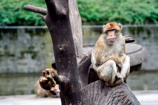 Portrait of a monkey sat in a tree, with baby playing nearby.