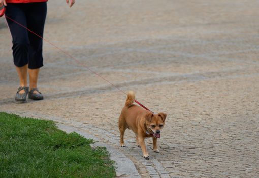 Photo of not purebred dog on walk.