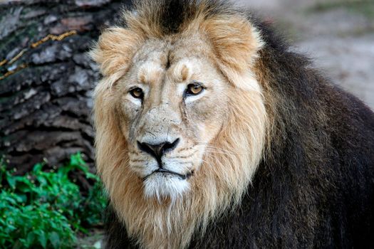 Beautiful portrait of a noble male Lion.