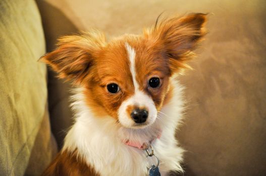 Rescued Papillon Puppy