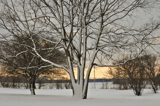 Snowy Tree at Sunset