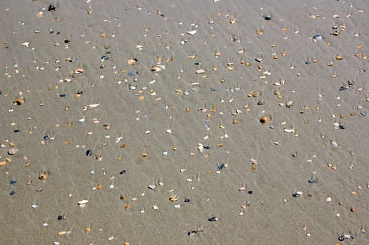 Shells in the sand