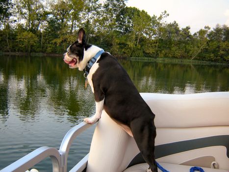 Boston Terrier on a boat ride