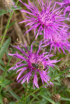 Bee on a flower of a wild aster. A close up