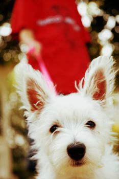 Curious Dog.