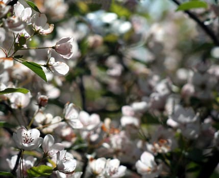 Bright white spring flowers shot backlit. 