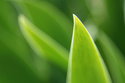 A closeup of a leaf shot backlit with shot with a soft focus deliberately.
