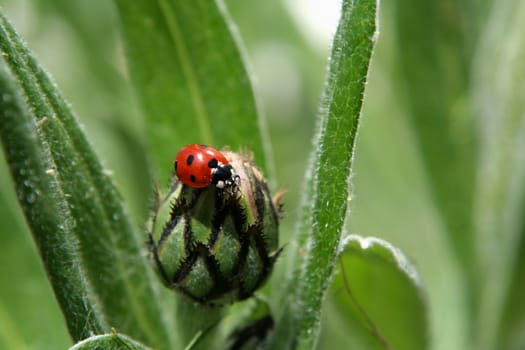 A red ladybug on a flower bulb.

