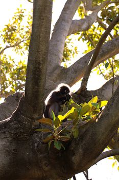 Dusky Leaf Monkey (Semnopithecus obscurus) backlit & eating leaves from a Morton Bay Fig Tree 
