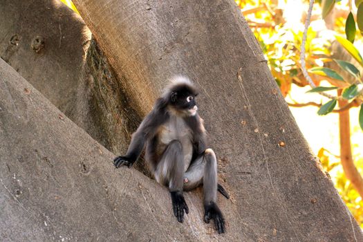 Dusky Leaf Monkey - Semnopithecus obscurus - sitting in a Morton Bay Fig Tree