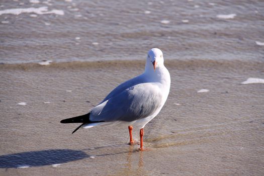 Australian Silver Gull at the Beach - Chroicocephalus novaehollandiae