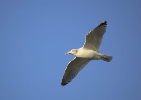 A seagull in flight. Image includes clipping path of the bird.
