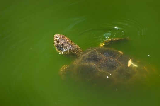 Floating turtle