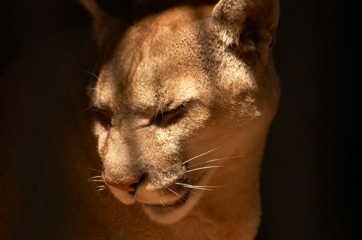 Puma in a dark cage in a zoological garden