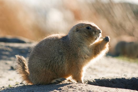 Prairie dog on a winter day eating and watchful