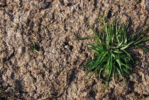 closeup of a patch of grass growing on dry land