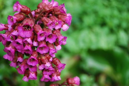 lots of small pink flowers with shallow depth