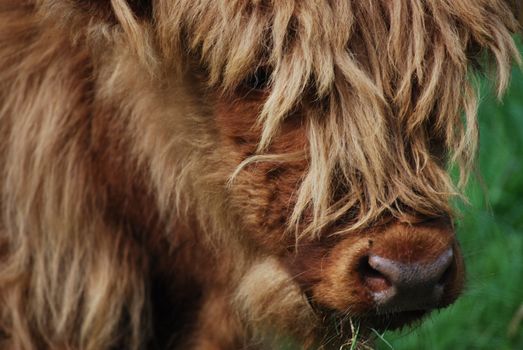 closeup of a male highland calf with typical long hair