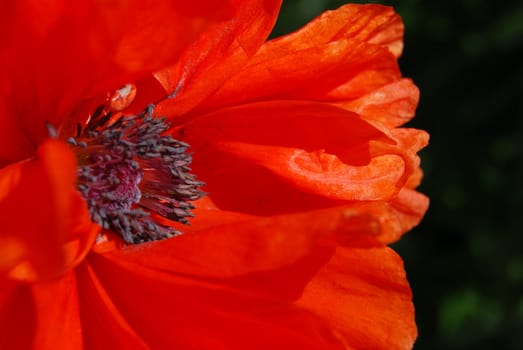 closeup of the blossom of a red poppy