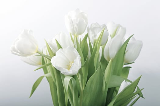 Still life with white tulips - selective focus, main focus on flower in front